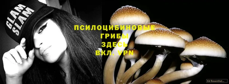 где найти наркотики  Будённовск  Галлюциногенные грибы Magic Shrooms 